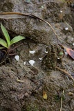 Cyphellostereum pusiolum image