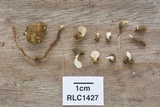 Cyphellostereum pusiolum image