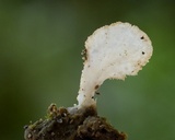 Cyphellostereum pusiolum image