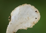 Cyphellostereum pusiolum image
