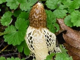 Phallus indusiatus image