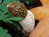 Phallus indusiatus image