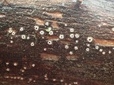 Stictis radiata image