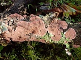Trichaptum abietinum image