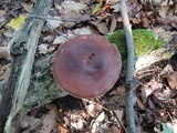 Lentinula edodes image