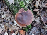 Lentinula edodes image