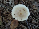 Lactarius mucidus image