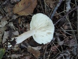 Lactarius mucidus image