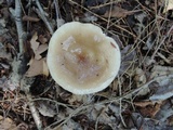 Lactarius mucidus image