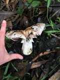 Agaricus littoralis image