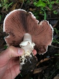 Agaricus littoralis image
