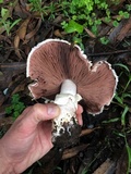 Agaricus littoralis image