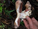 Agaricus littoralis image