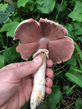 Agaricus deardorffensis image