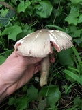 Agaricus deardorffensis image