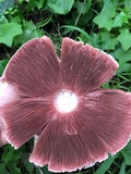 Agaricus deardorffensis image