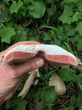 Agaricus deardorffensis image