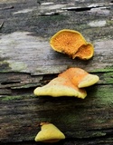 Pseudomerulius curtisii image
