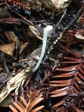 Clavaria falcata image