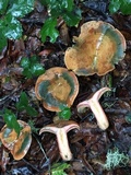 Lactarius rubrilacteus image