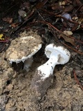 Amanita baccata image
