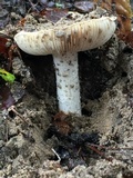 Amanita baccata image