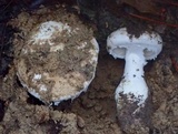 Amanita baccata image