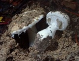 Amanita baccata image