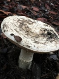 Amanita baccata image