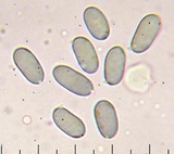 Amanita baccata image