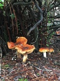 Cortinarius mucosus image