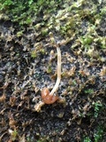 Athelia arachnoidea image
