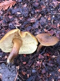 Callistosporium luteo-olivaceum image