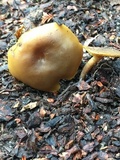 Callistosporium luteo-olivaceum image