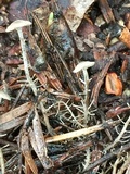Dendrocollybia racemosa image