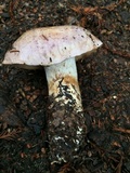 Cortinarius lilacinocolossus image