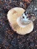 Cortinarius lilacinocolossus image