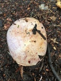 Cortinarius lilacinocolossus image