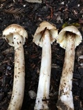 Inocybe sororia image