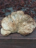 Lentinellus ursinus image