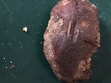 Tylopilus humilis image
