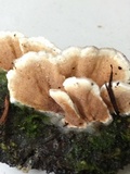 Gloeoporus dichrous image