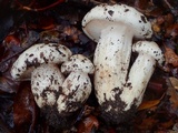 Hygrophorus sordidus image
