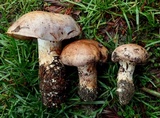 Cortinarius lilacinocolossus image