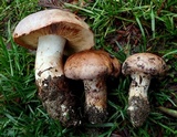 Cortinarius lilacinocolossus image