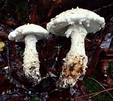 Amanita magniverrucata image