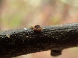 Velutarina rufo-olivacea image