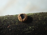 Velutarina rufo-olivacea image