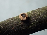 Velutarina rufo-olivacea image