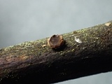 Velutarina rufo-olivacea image